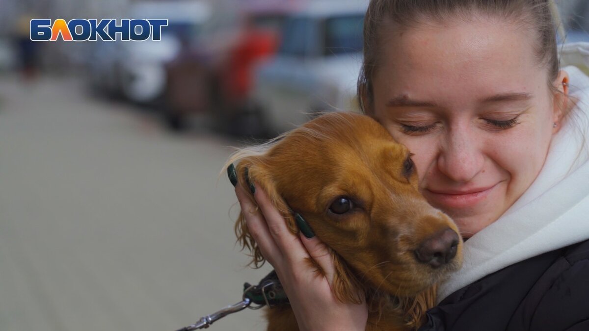 Обжорство, зависимость от хозяев и любопытство: краснодарцам раскрыли  правду о содержании кокер-спаниеля | Блокнот Краснодар | Дзен