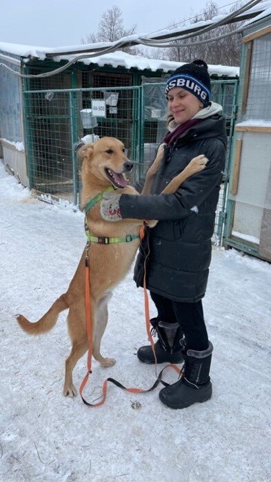 Пес Банни из муниципального приюта «Бирюлево» обнимается с волонтёром и автором статьи Еленой