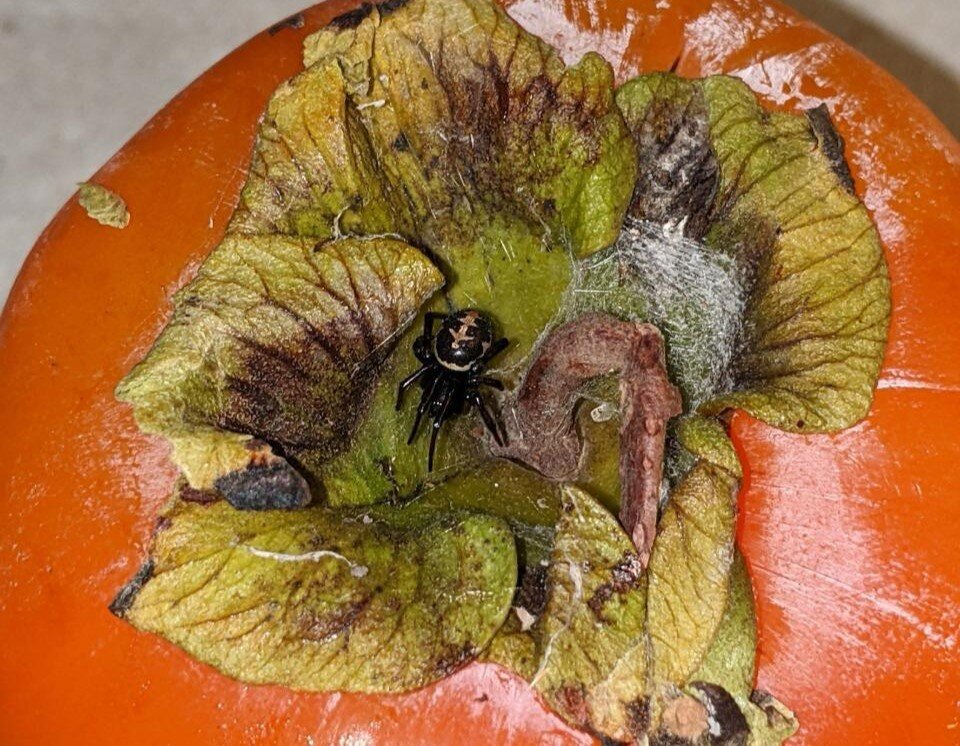 Вот такой подарочек