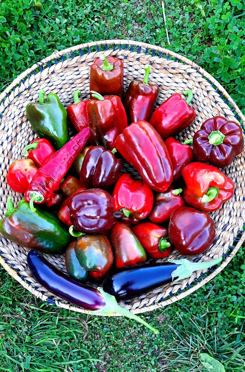 Фото автора. Эпик тут точно есть. Длинный - Меч самурая.