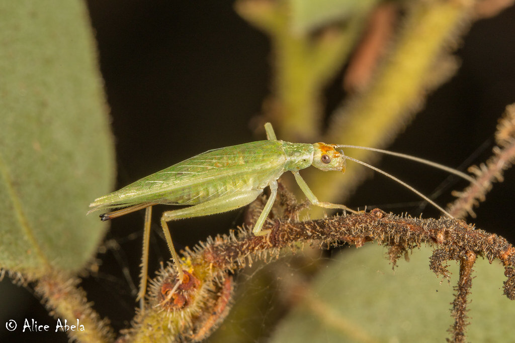 Фото с сайта https://en.wikipedia.org/wiki/Oecanthus_fultoni