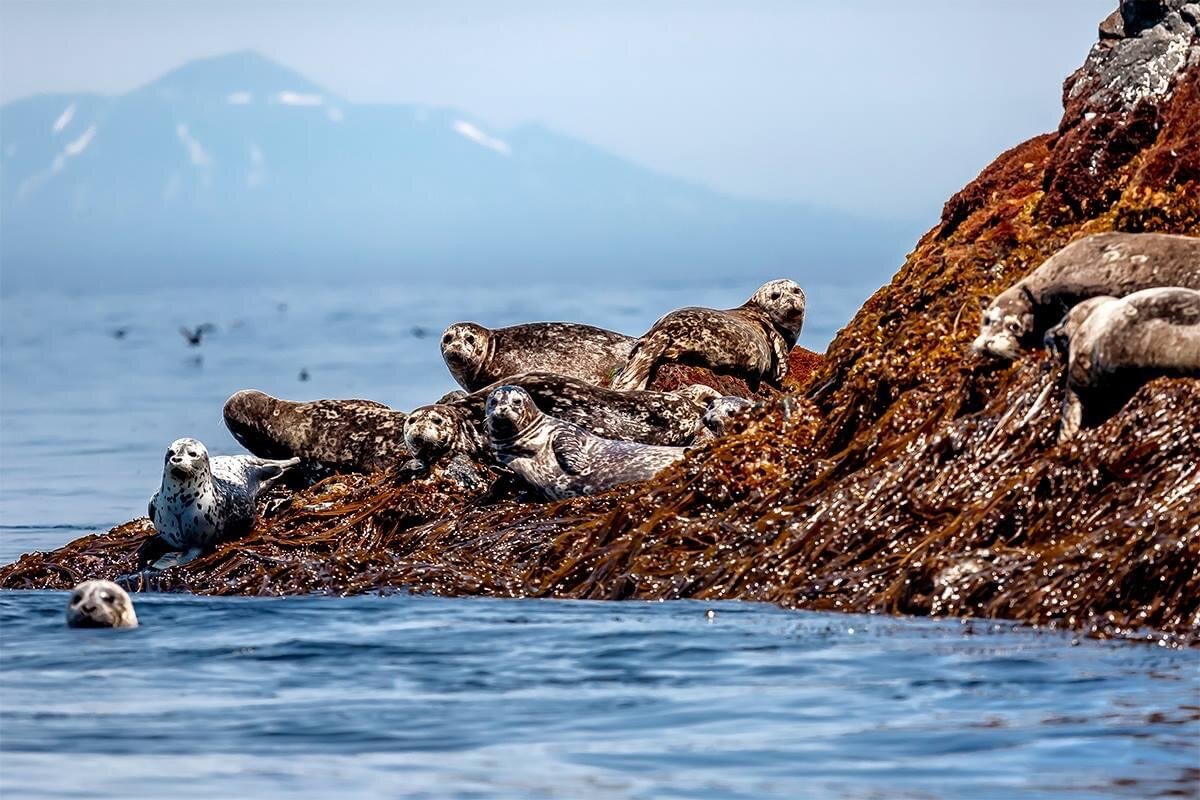 Ларги на фоне вулкана Тятя