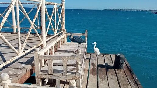 Ловим с подругой рыбу в Красном море - в компании цапель. Или не цапель - вдруг вы знаете, что это за птицы? :)