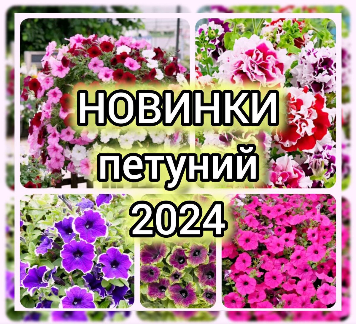 Когда сажать петунию на рассаду? Сорта петуний! Шикарные новинки 2024 года!  | Дачные заметки | Дзен