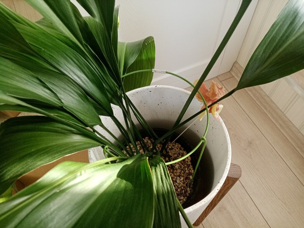 Пропал блеск, аспидистре явно нехорошо.