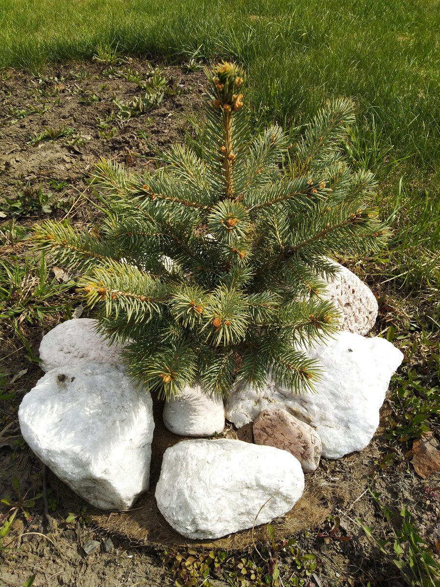 Астрологический прогноз, Венера в Водолее