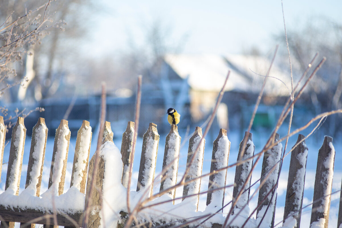 Синички зимуют с нами.