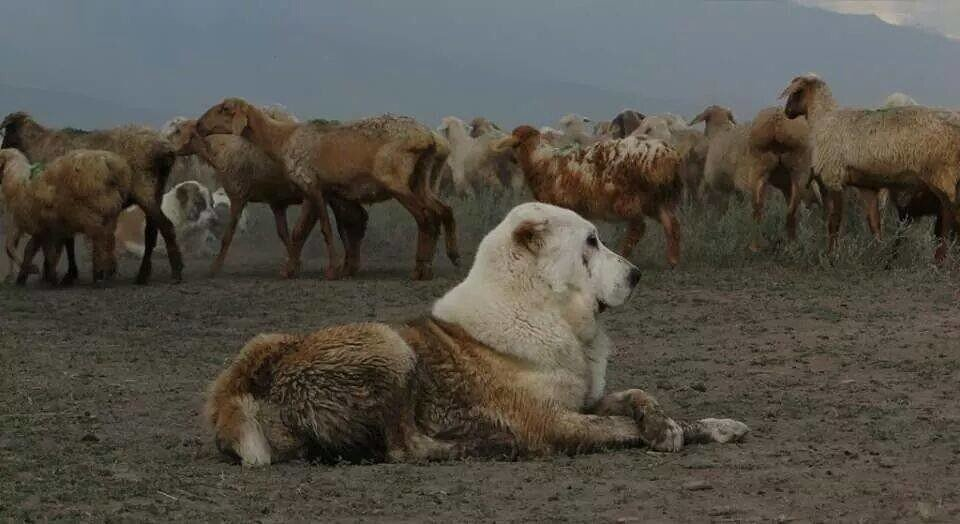 Если лев — король саванн, то алабай — король степей. 