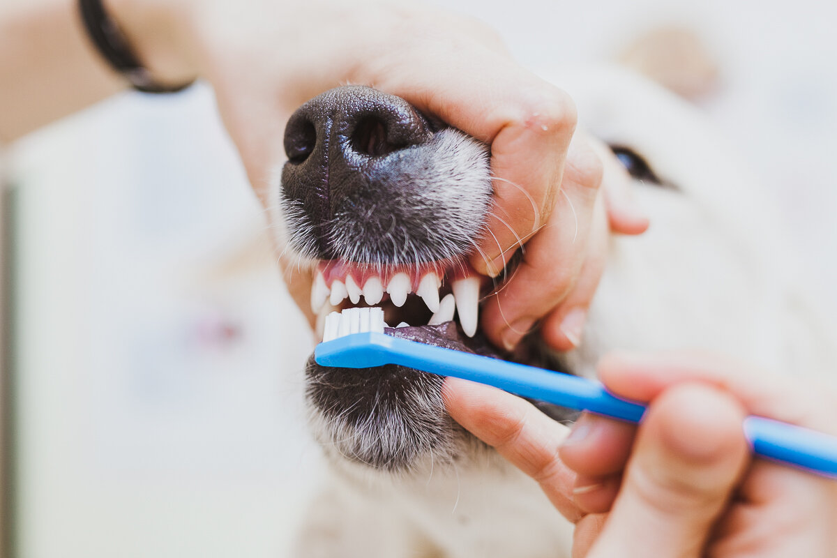 Почему у собаки пахнет изо. Ультразвуковая чистка зубов собаке.