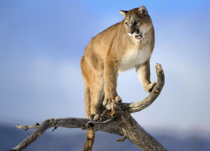 хищные 6. Aliens versus predator versus the terminator. хищные 6. снегоболотоход "хищник-39043". хищные 6.