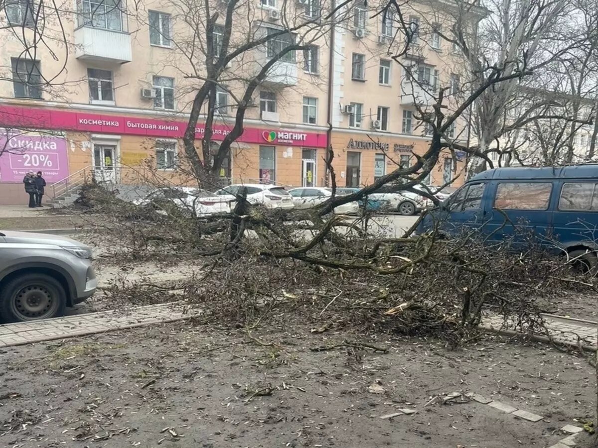 В Ростове на Мечникова упавшее дерево повредило два автомобиля и перекрыло  дорогу | Donday.ru | Дзен