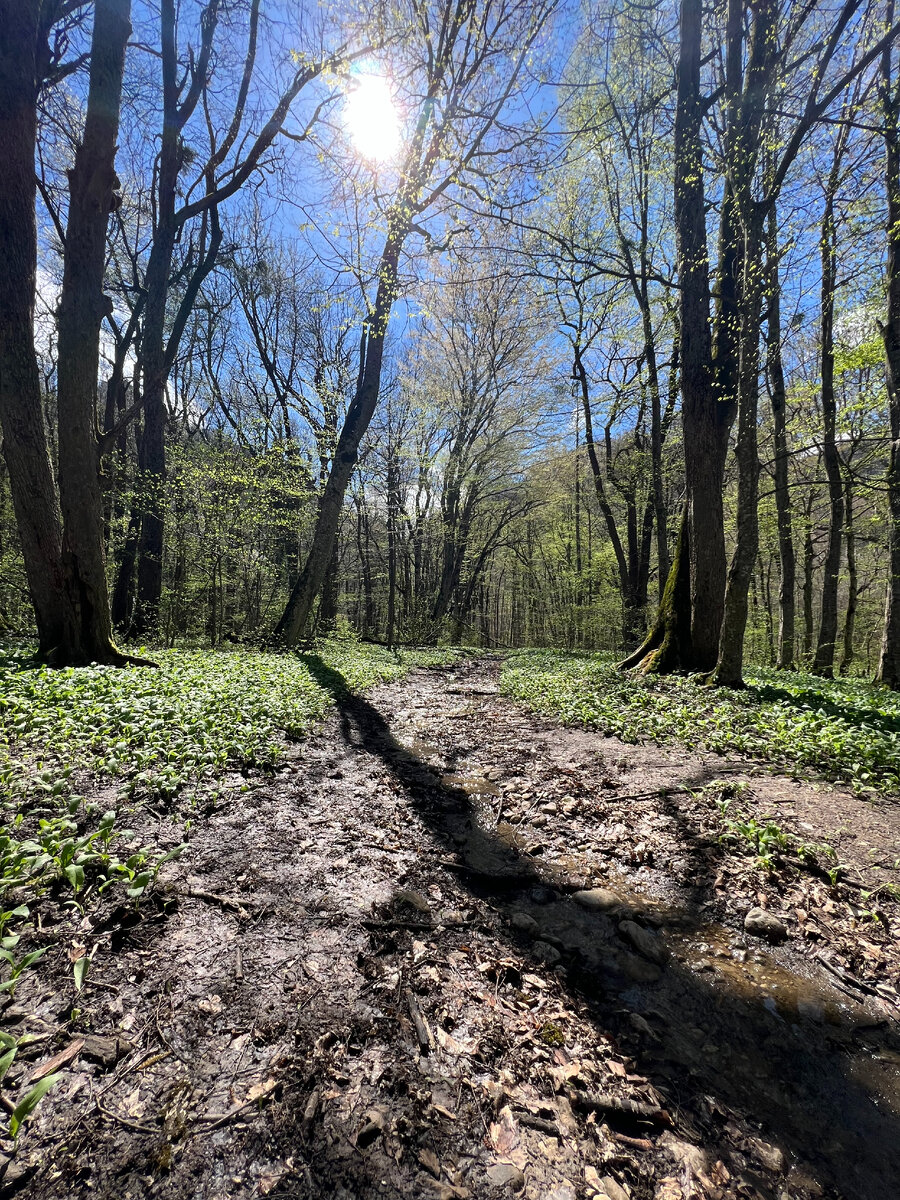 Фото из личного архива. Горный лес. Гуамка.