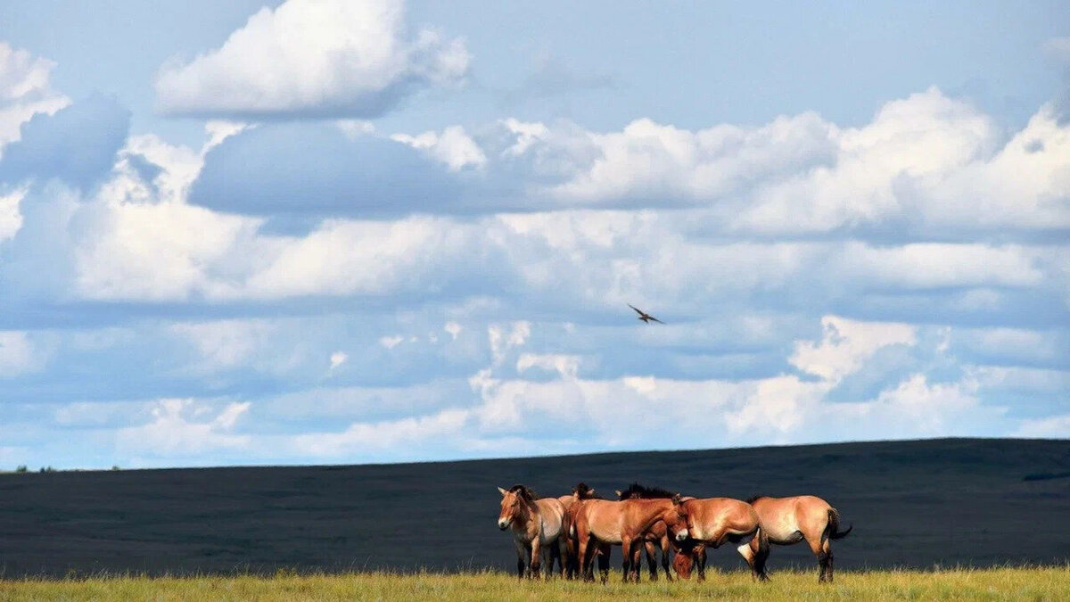 Возрождать популяцию лошадей Пржевальского в Оренбургском заповеднике начали в 2015 году, привезя в степь несколько лошадей из Франции и Венгрии. Сегодня там обитает уже сотня редчайших особей. Фото: yandex / Яндекс Карты