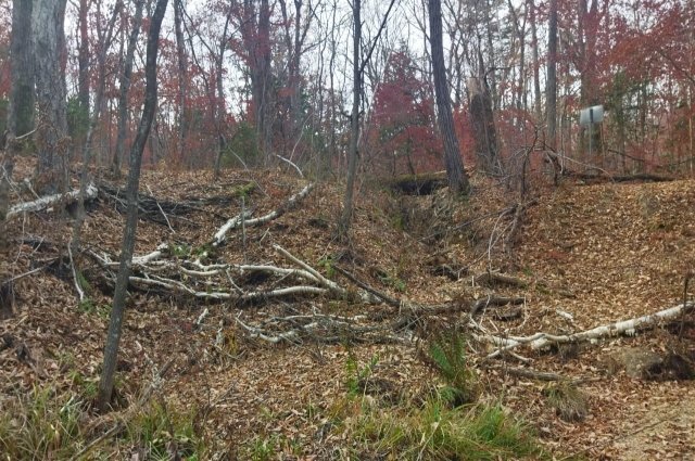    Почему нельзя сжигать ветки в лесу, выкопав специальную яму?