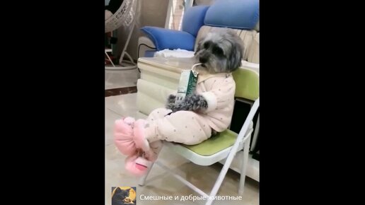 картинки мы с подругой два придурка. кот отбирает еду у собаки. видео смешных друзей видео смешных друзей. обезьяна и собака. веселые животные.