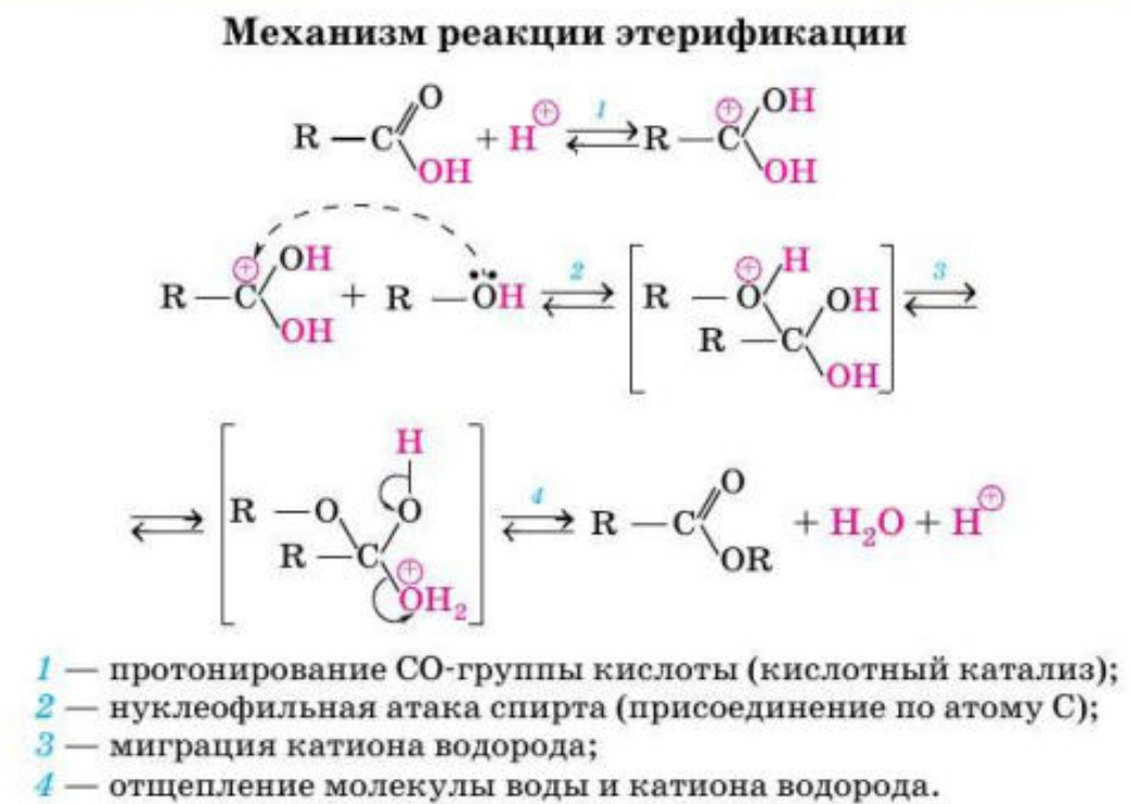 Составьте уравнения реакций этерификации