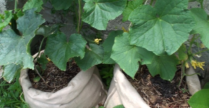 Вертикальное земледелие: как вырастить огурцы в мешках на любом пространстве