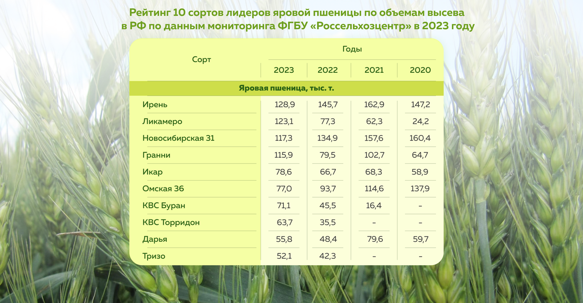 Лидером среди сортов яровой мягкой пшеницы по объемам высева в Российской Федерации уже третий год подряд становится сорт Ирень уральской селекции.
