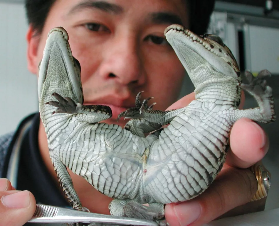 авгиевы конюшни подвиг геракла. скотный двор царя авгия 6 подвиг. 12 подвигов геракла коровы гериона. авгиевы конюшни фразеологизм. скотный двор царя авгия.