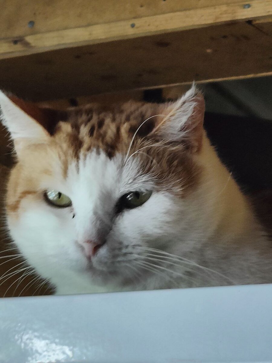 где котеночек. милый котенок. где котики. красивые котята. где котеночек.