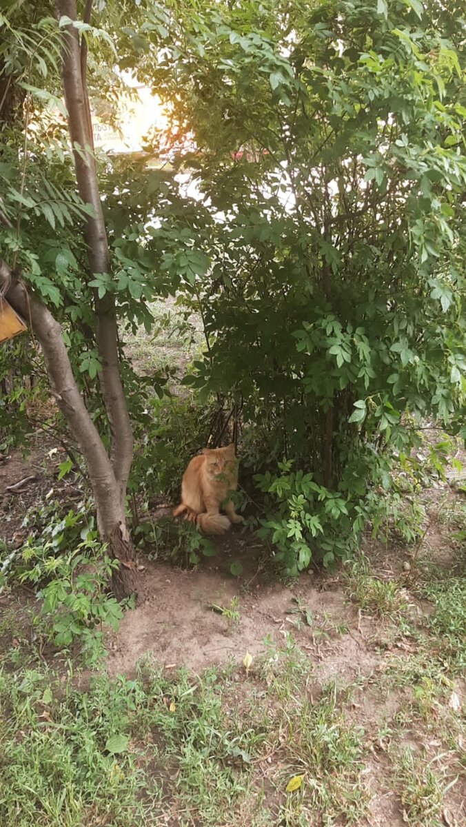 Как мне дворовый кот губу порвал или насильно мил не будешь | Мать Мария |  Дзен