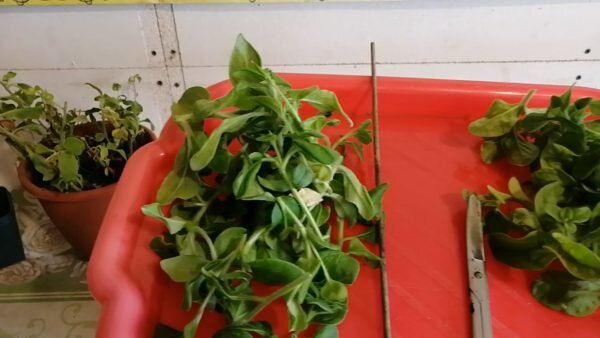 Пасынки петуний