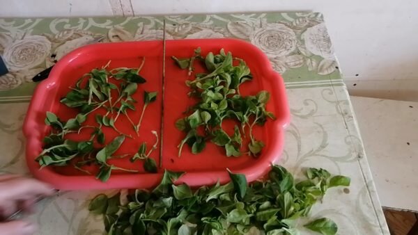Черенки петуний после обрезки нижних листьев.