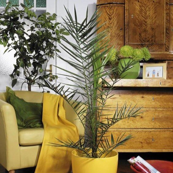 Финиковая пальма