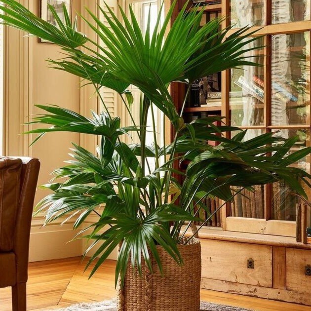 Вашингтония