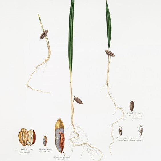 Ботаническая иллюстрация со всходами финиковой пальмы. Они аналогичны всходам вашингтонии.