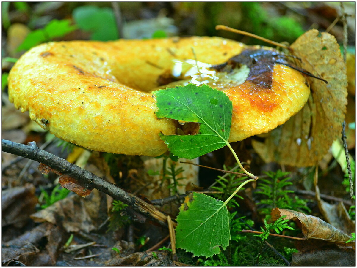 Жёлтый груздь. Автор фото Бывалый роллер