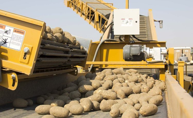    В среднем с картофельного гектара 212,2 центнеров собрали в Кабардино-Балкарии в прошлом году