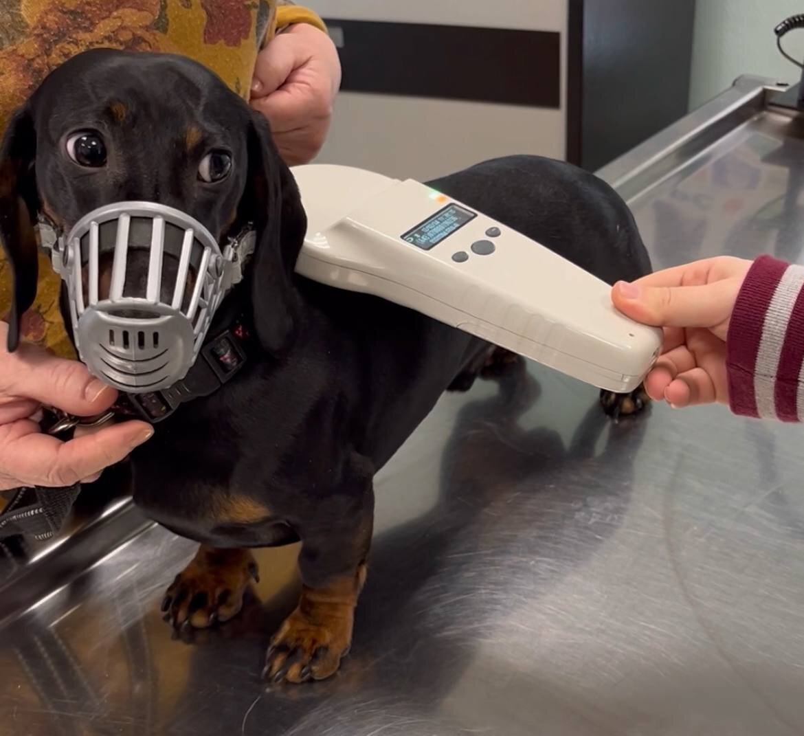 Считывание номера чипа сканером 