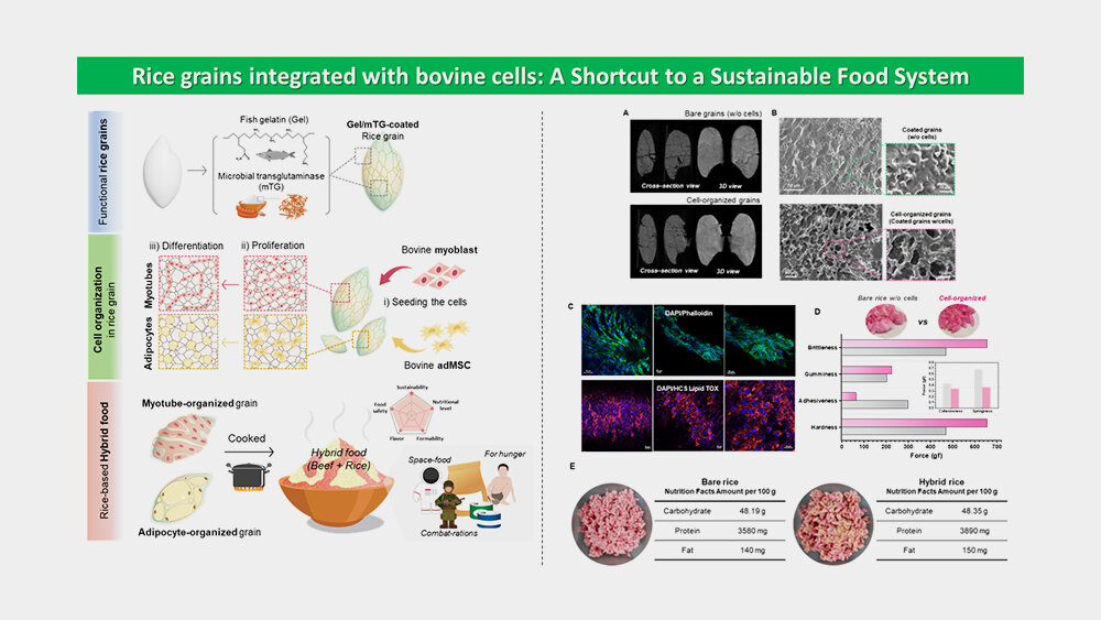 (Слева) Схема, показывающая стратегию производства культивированного мяса на основе рисового зерна путем интеграции покрытых оболочкой рисовых зерен и клеток домашнего крупного рогатого скота. (Справа) Репрезентативные результаты, показывающие характеристики культивированного мяса из рисового зерна.📷     Фото: Yonsei University
