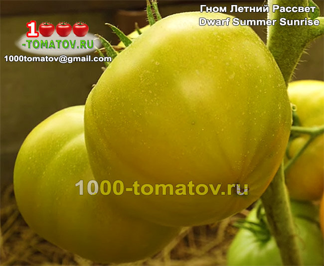 Томат Гном Летний Рассвет  Dwarf Summer Sunrise томат 2