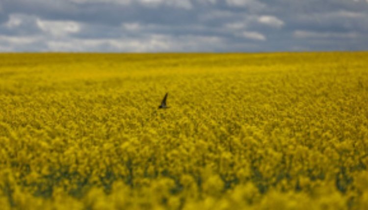    Масложировая продукция в денежном выражении занимает первое место в агроэкспорте Липецкой области