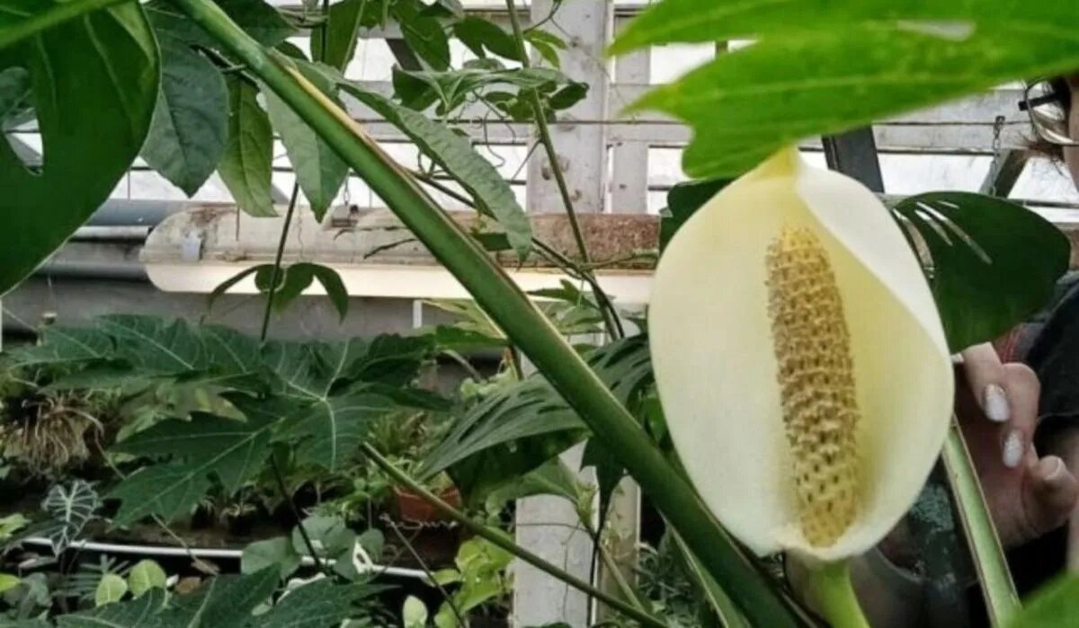 Монстера. Источник: vrn.aif.ru Автор фото: Пресс-служба Ботанического сада им. проф. Б.М. Козо-Полянского