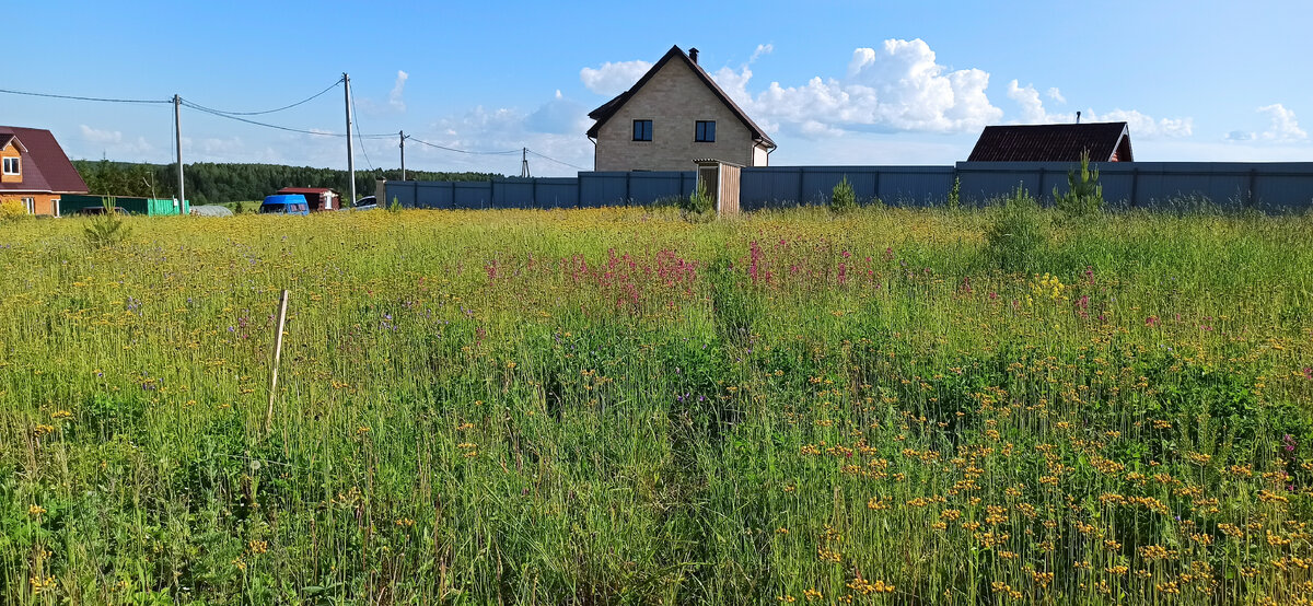 Мой нетронутый участок, пока только с туалетом, клевером и полянами дикой земляники, сотни ростков сосен, которые мы бесплатно раздавали всем соседям, такой участок даже топтать не хочется.