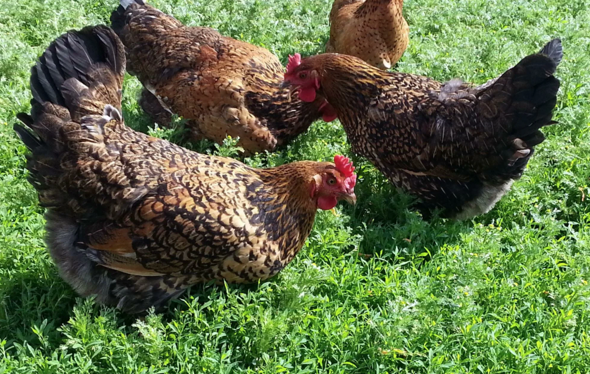 куры породы оливковый эггерс. какая порода курицы несут голубые. амераукана бородатые. куры амераукана голубая. араукана порода кур яйца.