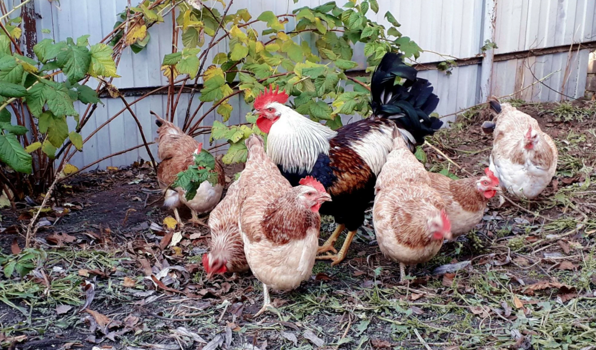 какие куры яичной породы. куры мясо-яичных пород. породы характеристики курей. породы куриц несушек куры яичных пород. породы кур несушек яйца.