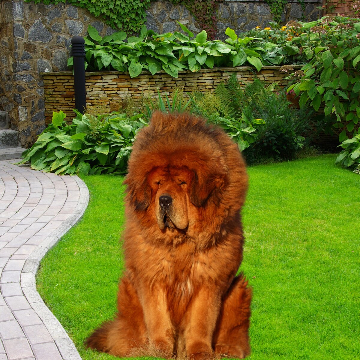    Тибетский мастиф — самая дорогая порода собак в миреShutterstock.com