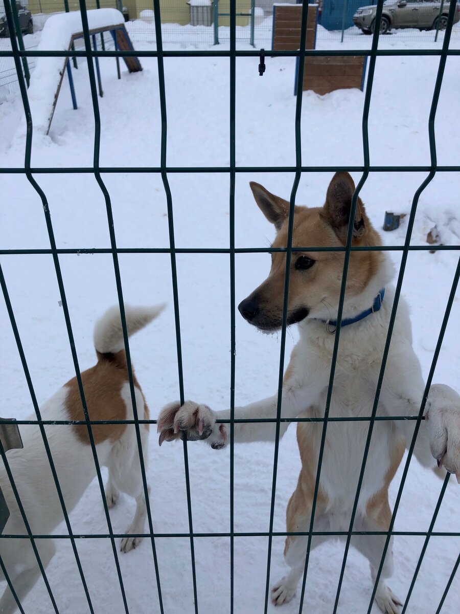 А наша Джессика, сестра Беллы очень похожа на жизнерадостного и игривого Гампи! Ой, про этих дружных сестричек получилось бы очень милое кино)