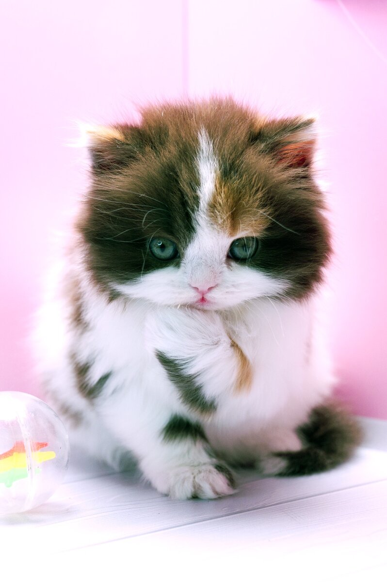 Питомник "Крошка Енот". Фото: Е.Карпушкина