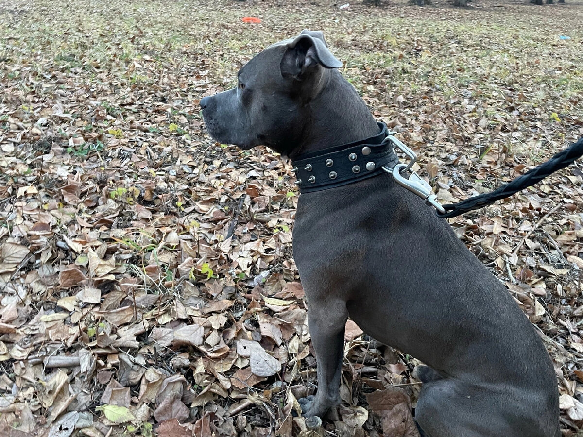 список опасных пород собак 2021. потенциально опасные породы собак 2021 список. какие породы собак опасны. ротвейлер собака убийца. опасные породы собак в мире.