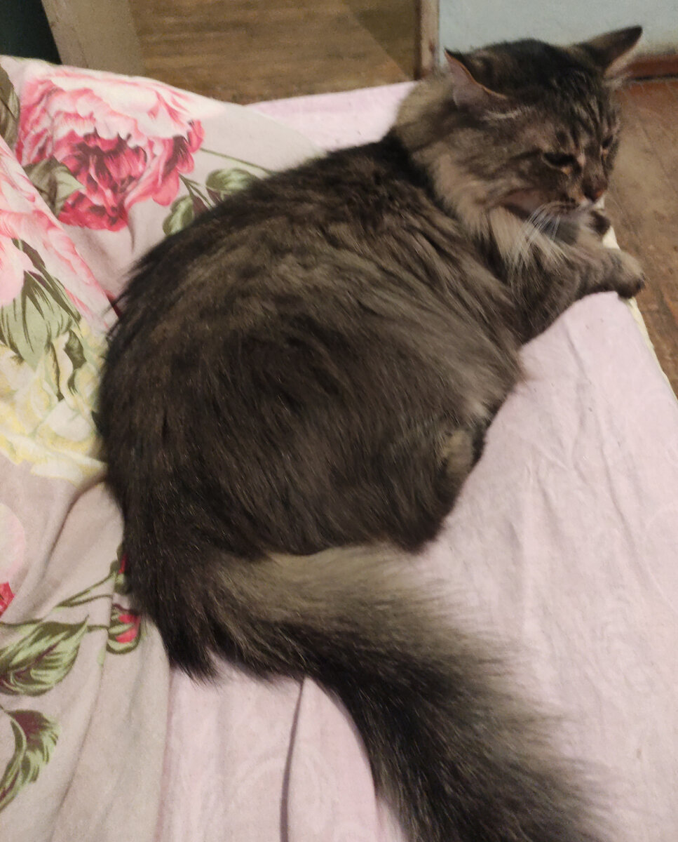 Ванька белка).