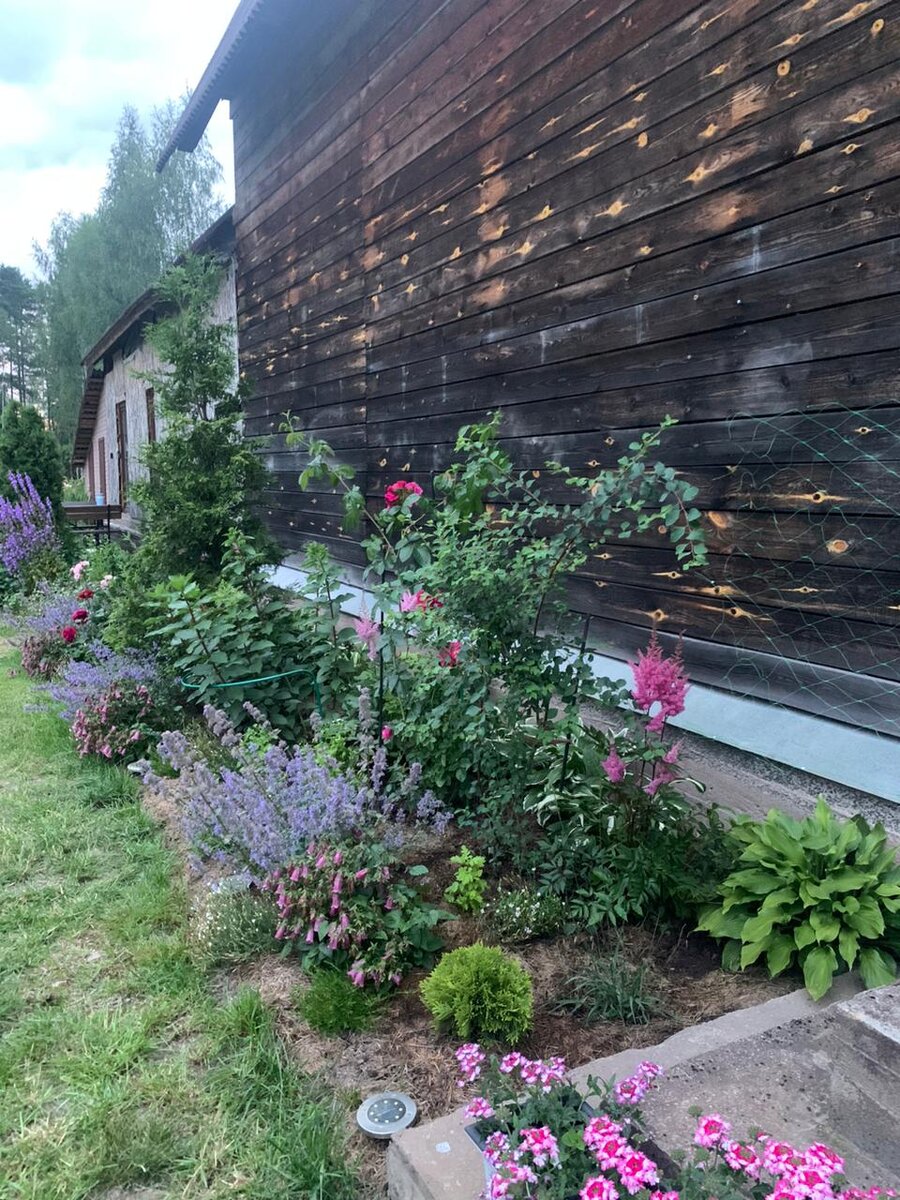 Июль в моем саду