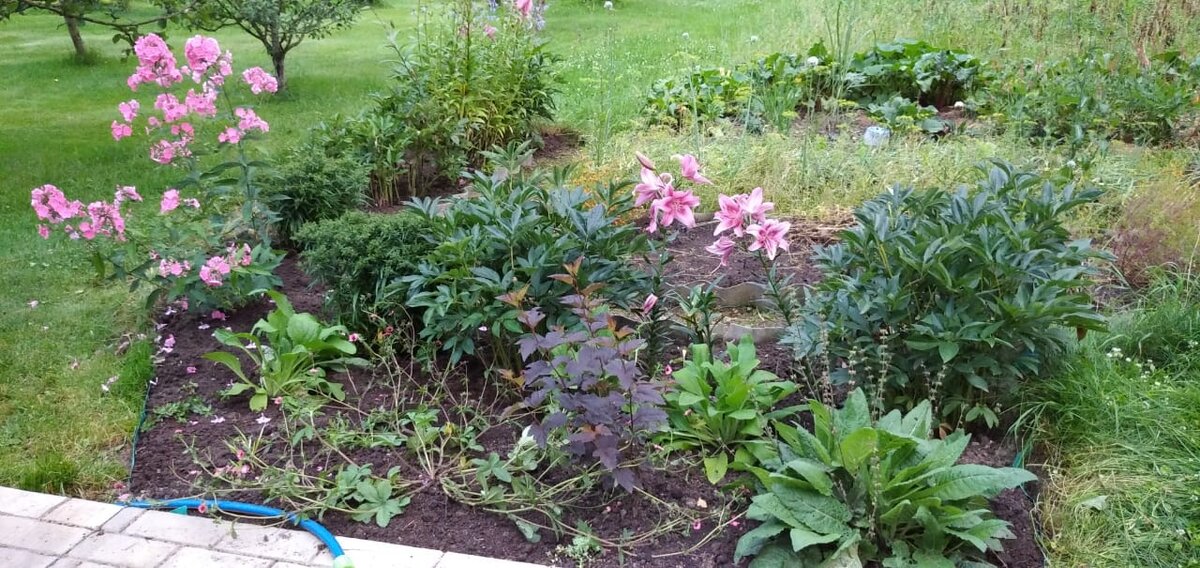 Август в моём саду