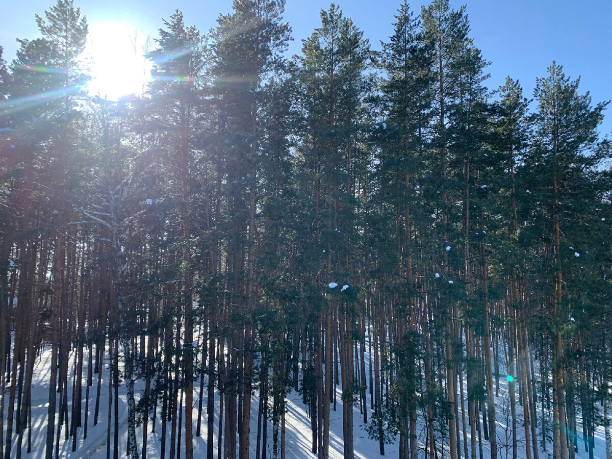 рубки прореживания. проведу в лесной. инструменты для отвода лесосек.
