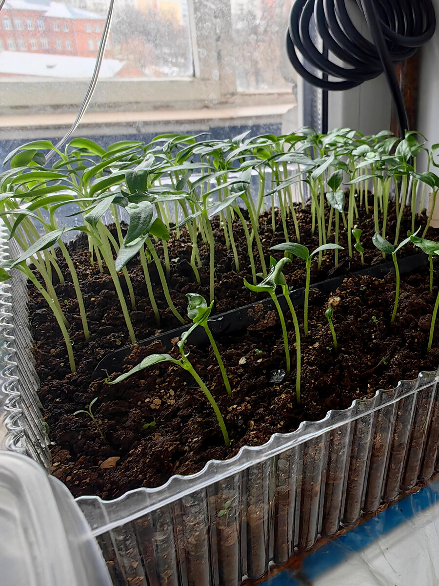 Недельная рассада перца