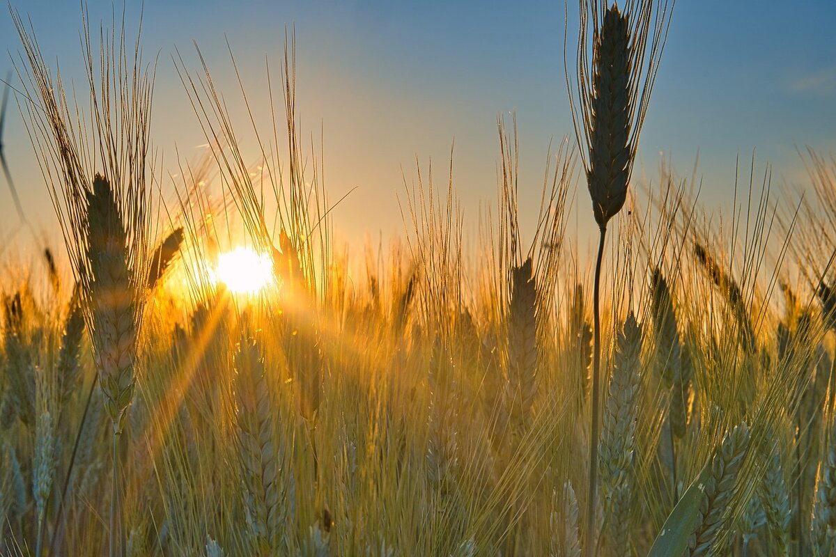 Фото с pixabay.com